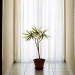 Leon - Ristorante Al Cavallino Rosso